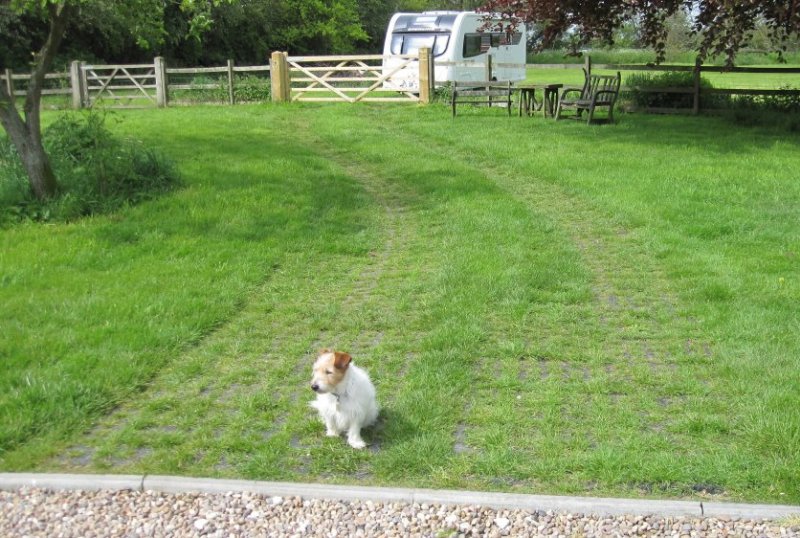 PERFO field access Jack Russell